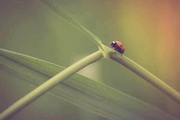 Coccinella seduta sulla pianta — Foto Stock