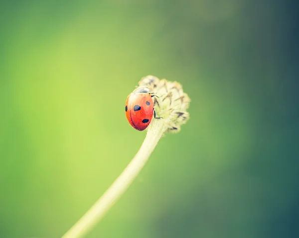 Ladybug сидит на растении — стоковое фото