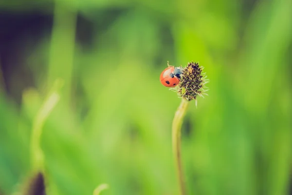 Lieveheersbeestje zittend op plant — Stockfoto