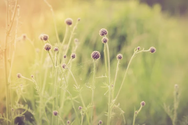 Blumen wachsen auf dem Feld — Stockfoto