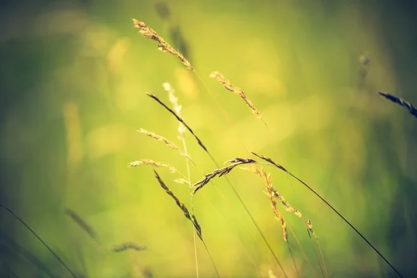 Uši trávu na louce — Stock fotografie