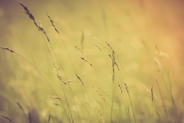 Трава уши на лугу — стоковое фото
