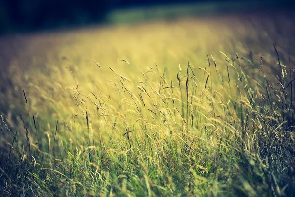 草地上的草耳朵 — 图库照片