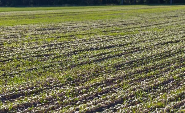 Young cereal sprouts — Stock Photo, Image