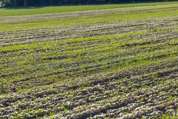 Young cereal sprouts — Stock Photo, Image