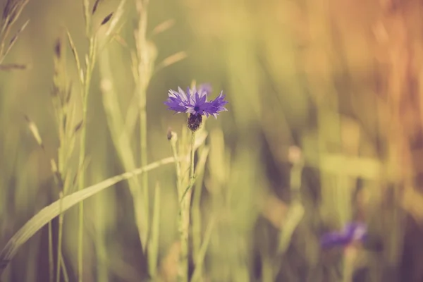 Kornblume blüht auf Maisfeld — Stockfoto