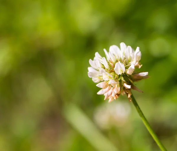 Flor de trébol blanco — Foto de Stock