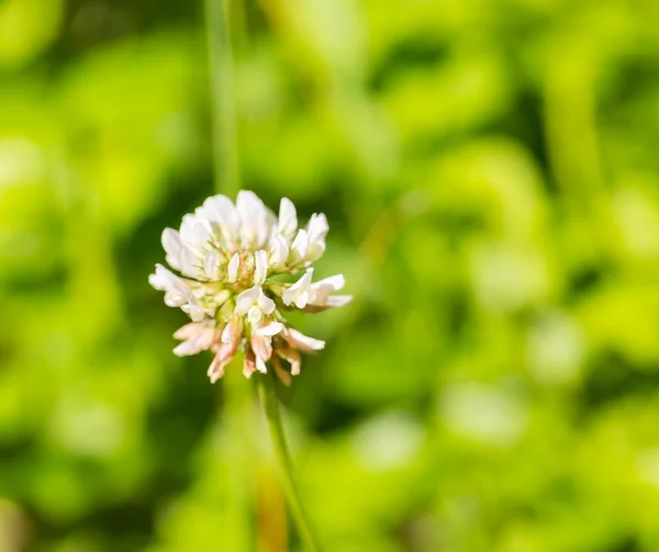 White clover flower — Stock Photo, Image