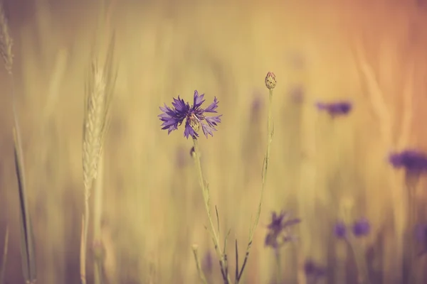 Cornflowers blooming on corn field — Stock Photo, Image