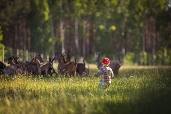 男孩在草地上追逐山羊 — 图库照片