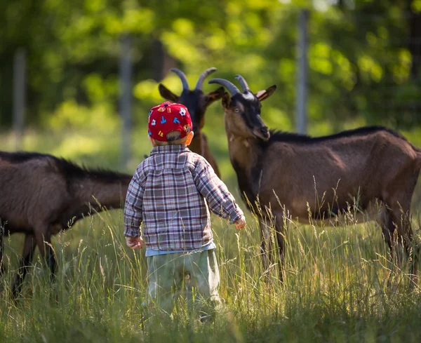 Chłopiec gonią kozy na pastwisko — Zdjęcie stockowe