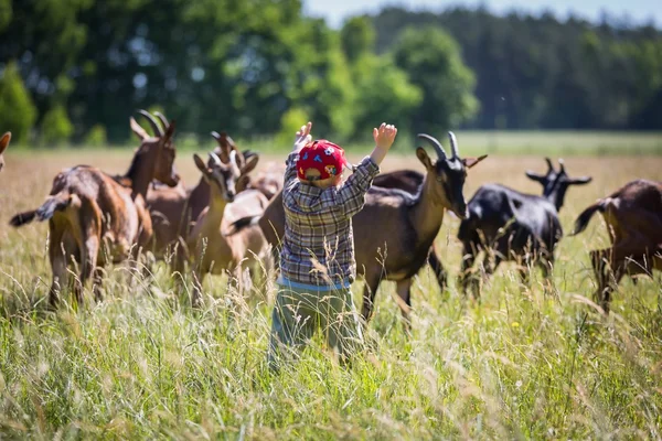 Menino perseguindo cabras em pasto — Fotografia de Stock