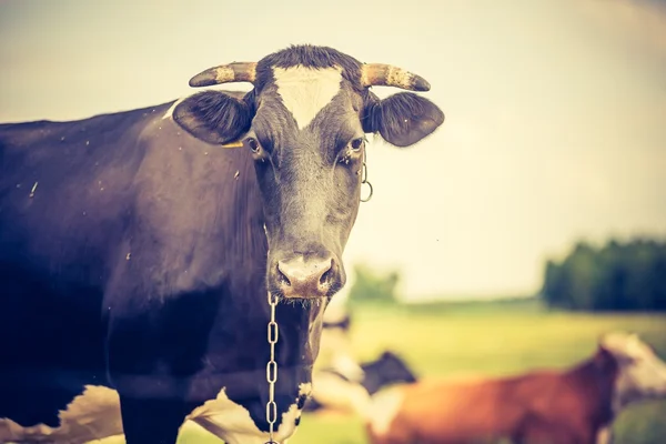 Vaca en el pasto en verano . —  Fotos de Stock