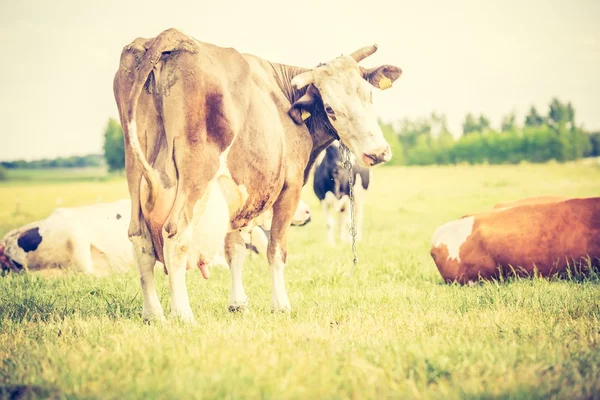 Kuh im Sommer auf der Weide. — Stockfoto