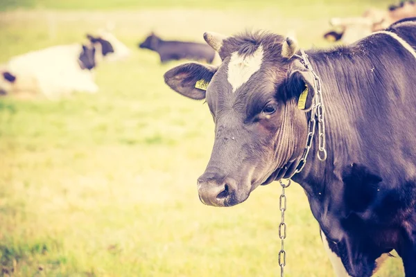 Vaca en el pasto en verano . — Foto de Stock