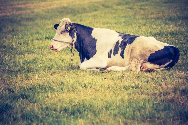 Vaca em pasto em verão . — Fotografia de Stock