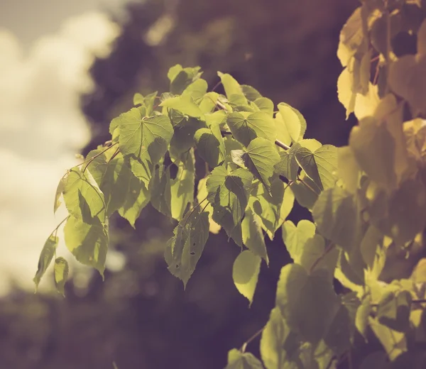 Branche avec jeunes feuilles — Photo