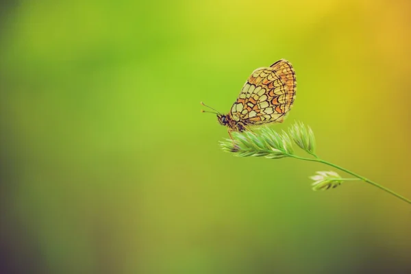 Farfalla seduta sulla pianta . — Foto Stock