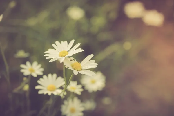 Flowers growing on field — Stock Photo, Image