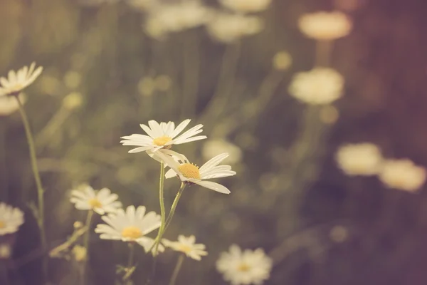 Flowers growing on field — Stock Photo, Image