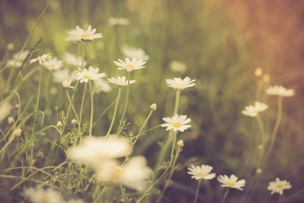 Flowers growing on field — Stock Photo, Image