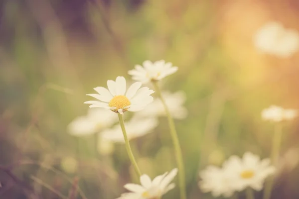 Flowers growing on field — Stock Photo, Image