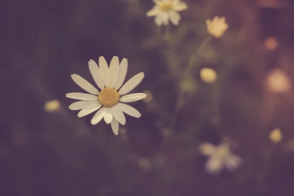 Alan üzerinde büyüyen çiçek — Stok fotoğraf