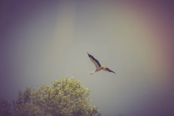 Stork flying on sky — Stock Photo, Image