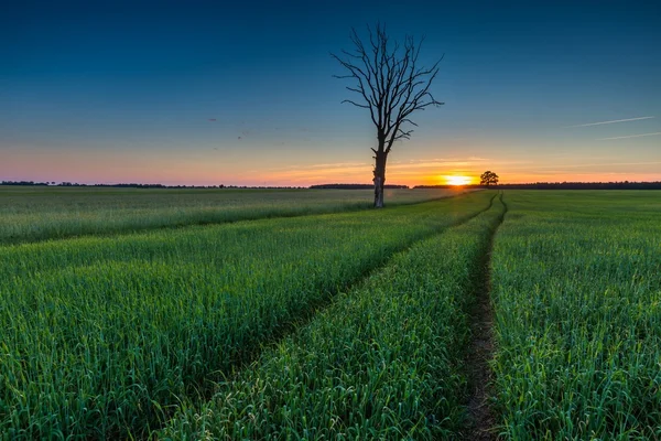 Belo campo verde jovem e árvore velha — Fotografia de Stock