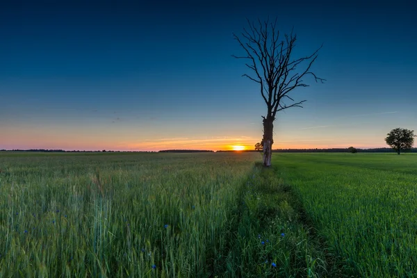 Campo verde e vecchio albero — Foto Stock