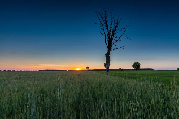 Belo campo verde jovem e árvore velha — Fotografia de Stock