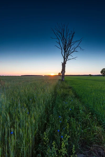 Beautiful young green field and old tree — Φωτογραφία Αρχείου