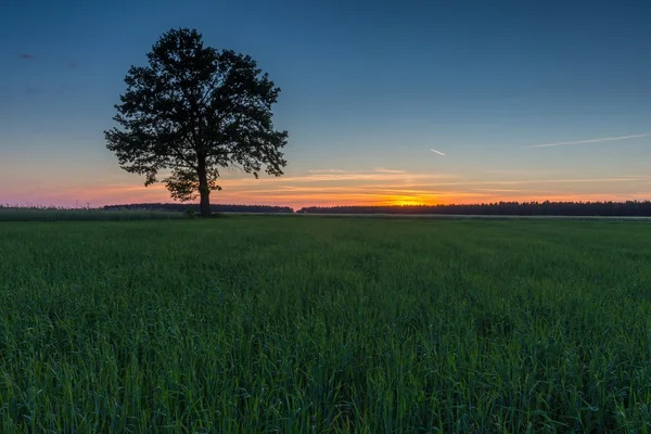 Hermoso campo verde joven y árbol viejo — Foto de Stock