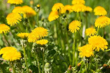 Sarı dandelions çiçeklenme