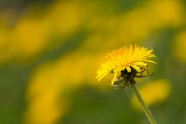 Güzel sarı kara hindiba çiçek