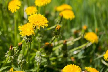 Sarı dandelions çiçeklenme