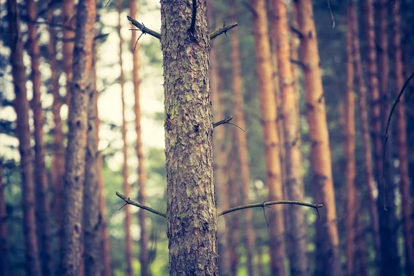 Kiefern im Sommer. — Stockfoto