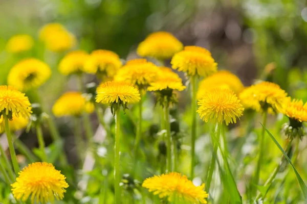 Beautiful blooming yellow dandelions