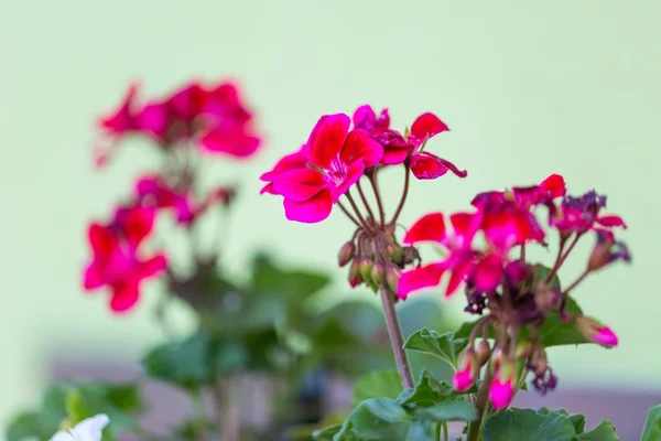 Belas flores de gerânio vermelho — Fotografia de Stock