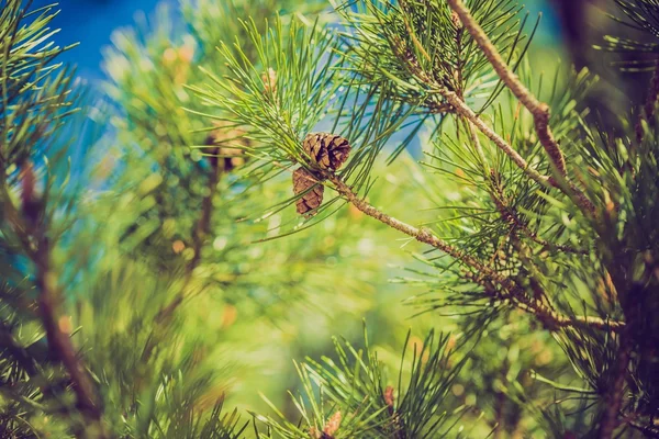 Nyáron a fenyőfák. — Stock Fotó