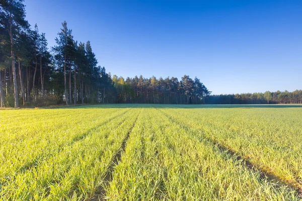 Rogge veld in het voorjaar — Stockfoto