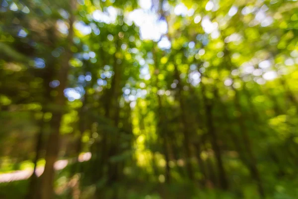 Defokussierter Sommerwald — Stockfoto