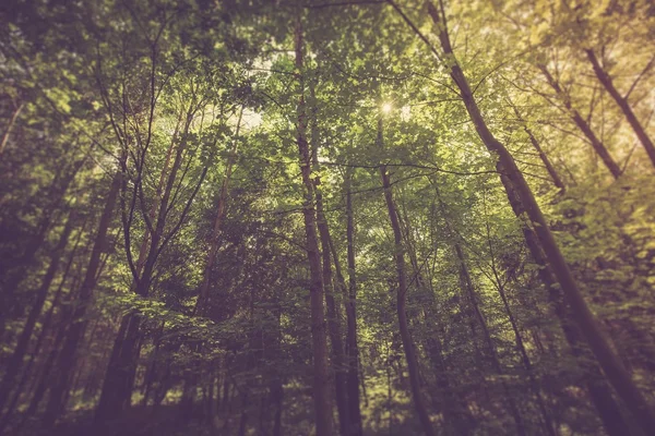Forêt verte d'été — Photo