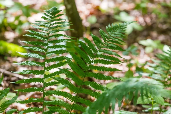 Viltvoksende bregne i skog – stockfoto