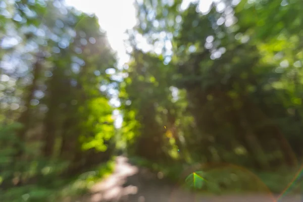 Defokussierter Sommerwald — Stockfoto