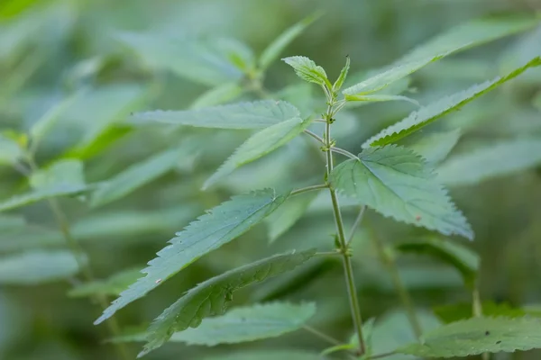 生长的野生荨麻 — 图库照片