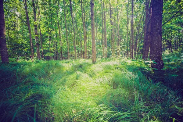 Gröna sommaren skog — Stockfoto