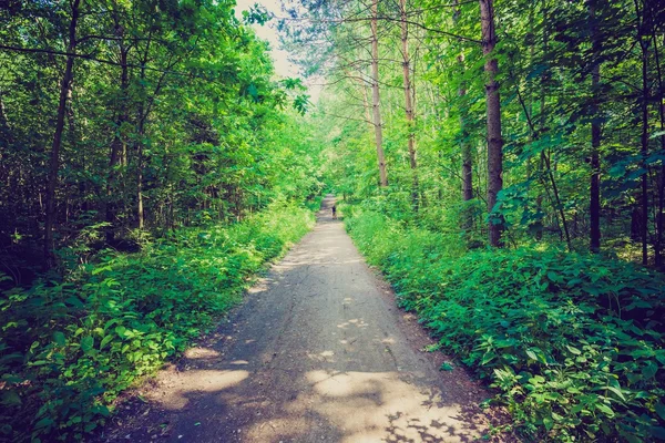 Grüner Sommer im europäischen Wald — Stockfoto