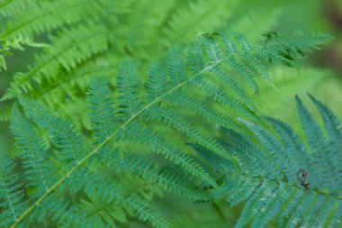 Vahşi fern ormanda büyüyen