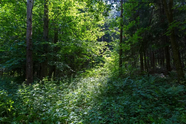 Green summer european forest — Stock Photo, Image